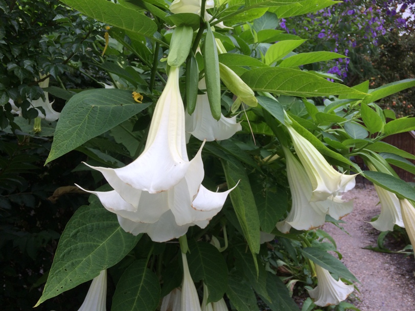 Angel's-trumpet | NVBT